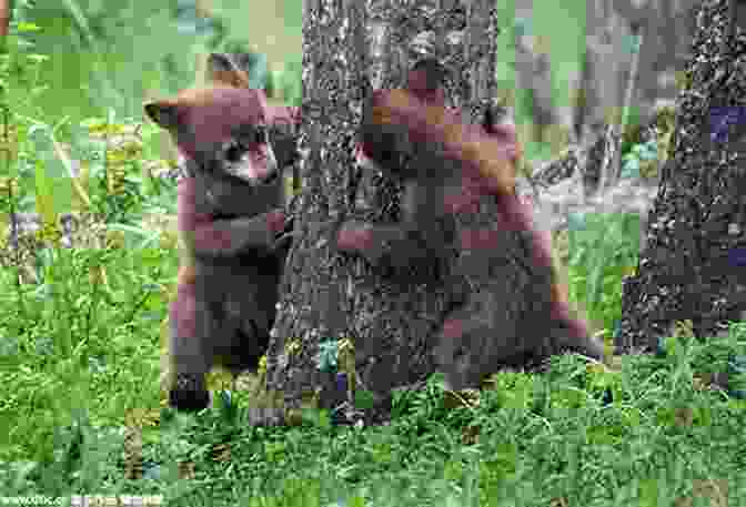 A Group Of Bears Playing Hide And Seek Behind Heart Shaped Cutouts, With The Number 5 Written On The Heart In The Foreground. 1 2 3 Count Valentines With Me: Counting 1 10