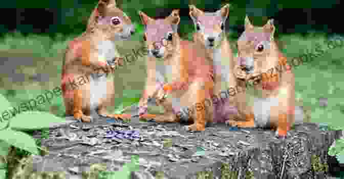 A Group Of Squirrels Playing With Heart Shaped Cookies, With The Number 10 Written On The Cookie In The Foreground. 1 2 3 Count Valentines With Me: Counting 1 10