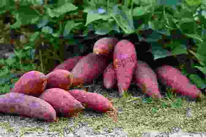 A Lush Field Of Sweet Potato Plants Cooking Guides For Sweet Potatoes: Delicious Nutritious And Sweet Potatoes: Sweet Potatoes Are Delicious And Healthy