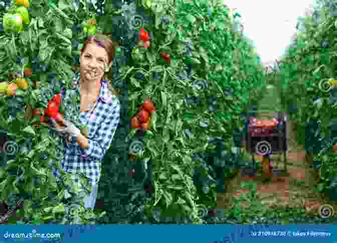 A Photo Of A Woman Harvesting Tomatoes From A Small Raised Bed In Her Backyard The Postage Stamp Vegetable Garden: Grow Tons Of Organic Vegetables In Tiny Spaces And Containers