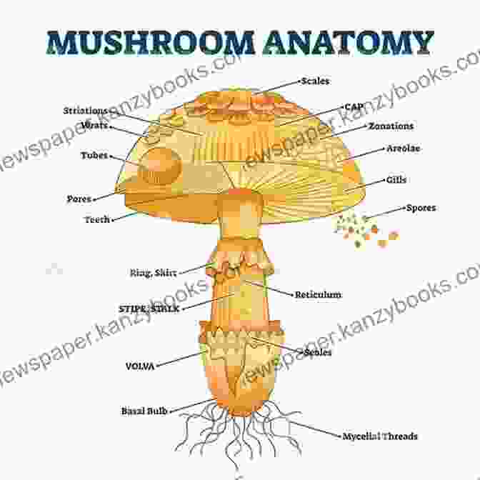 Cross Section Of A Mushroom With Labeled Anatomy The Fungal Pharmacy: The Complete Guide To Medicinal Mushrooms And Lichens Of North America