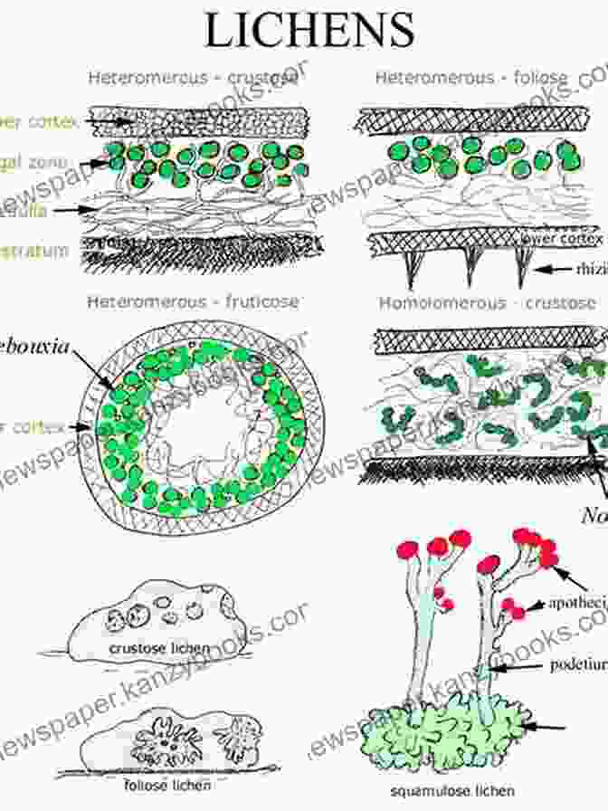 Enlarged View Of A Lichen With Labeled Anatomy The Fungal Pharmacy: The Complete Guide To Medicinal Mushrooms And Lichens Of North America