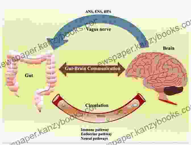 Graphic Representation Of The Gut Brain Connection, Depicting The Bidirectional Communication Pathway Between The Gastrointestinal Tract And The Central Nervous System The Psychobiotic Revolution: Mood Food And The New Science Of The Gut Brain Connection